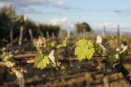 Vine in Razes, Aude, Languedoc Region of Franceの写真素材