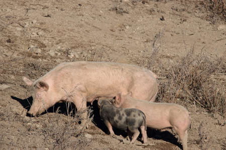 Sow young suckling pigs