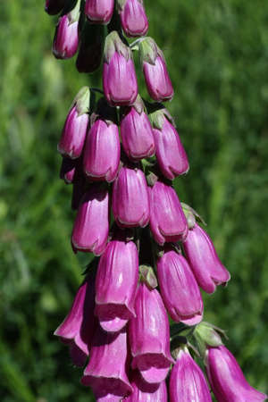 purple foxglove or lady's glove, Digitalis purpurea
