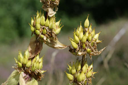 Fruit of burser gentian, Gentiana burseri