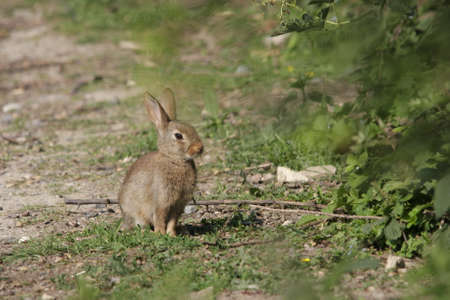 European rabbit or common rabbit ,Oryctolagus cuniculus