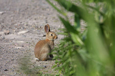 European rabbit or common rabbit ,Oryctolagus cuniculus