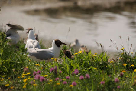 Black-headed gull, Chroicocephalus ridibundusの写真素材