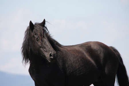 black horse in Pyreneesの写真素材