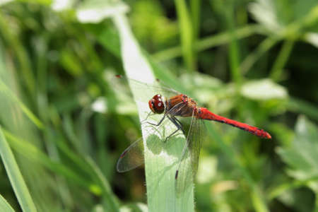 Ruddy Darter, Sympetrum sanguineumの写真素材