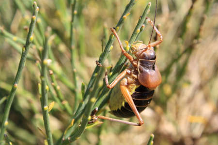 Grasshopper ephippiger