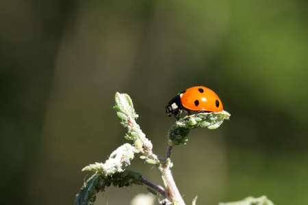 seven-spot ladybird on leaf (Coccinella septempunctata)の写真素材