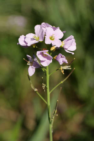 Cuckoo Flower or Lady's Smock , Cardamine pratensis