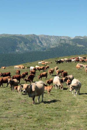 Herd of cows in Pyreneesの写真素材