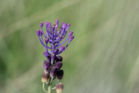 tassel hyacinth , Muscari comosum