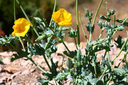 yellow hornpoppy or yellow horned poppy, Glaucium flavumの写真素材