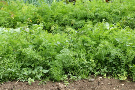 Carrot plant in vegetable garden, Daucus carota