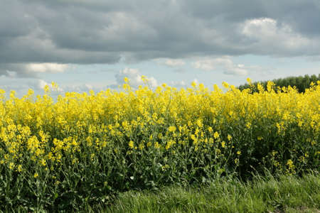 Rapeseed field in aisne, North of France