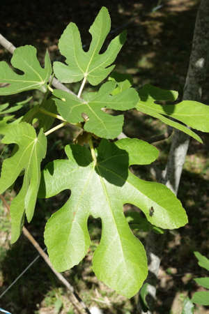 leaves of common fig, Ficus carica