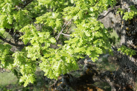 Leaves of  pubescent oak in spring, Quercus pubescensの写真素材