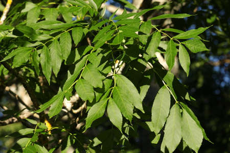 leaves of ash , Fraxinus excelsior