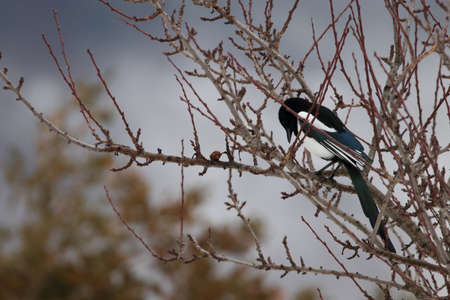 magpie perched on tree, Pica picaの写真素材