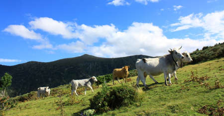 Herd of cows in Pyrenees, Occitanie in south of franceの写真素材