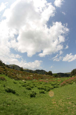 Meadow in spring, Pyrenees in south of France