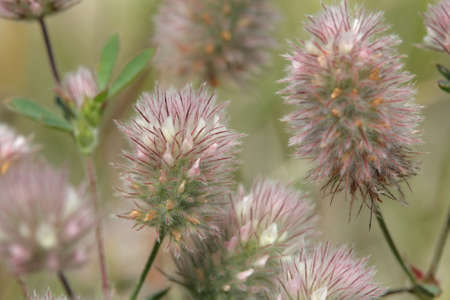 haresfoot clover or rabbitfoot clover ,Trifolium arvenseの写真素材