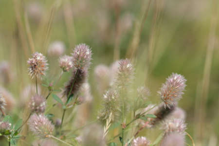 haresfoot clover or rabbitfoot clover ,Trifolium arvenseの写真素材