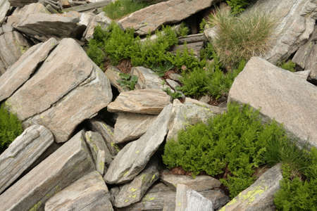 parsley fern, Cryptogramma crispa