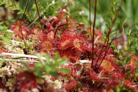 sundew or round-leaved sundew, Drosera rotundifoliaの写真素材