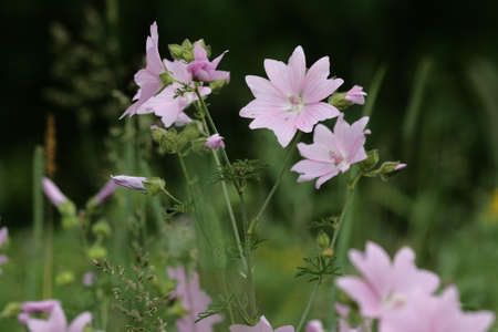 musk mallow , Malva moschataの写真素材