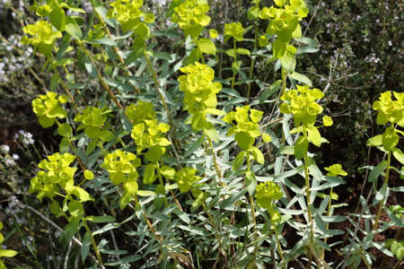 Spurge plant, Euphorbia