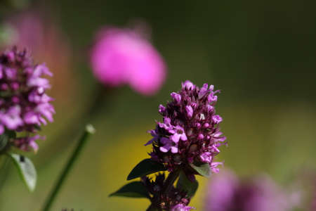 Breckland thyme or wild thyme or creeping thyme ,Thymus serpyllum