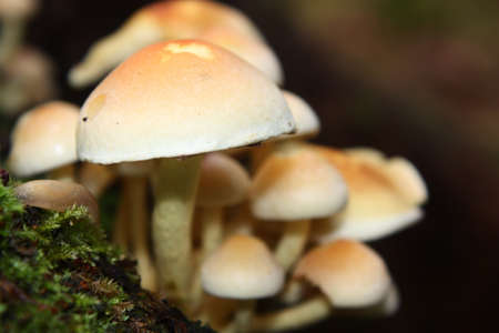 sulfur tuft or clustered woodlover, Hypholoma fasciculareの写真素材