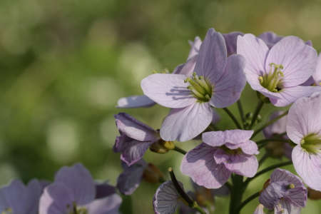 cuckooflower or lady's smock, Cardamine pratensisの写真素材