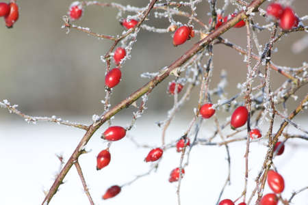 Wild rose hips in winter, Rosa canina