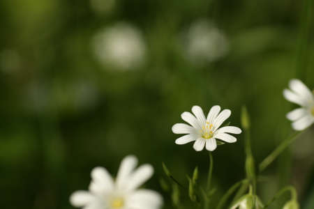 starwort flower or stitchwort or chickweed, Stellariaの写真素材