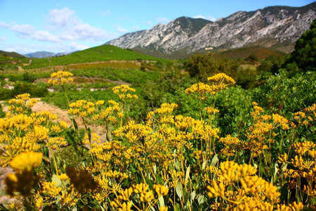 thoroughwax gold hare's ear in the Eastern Pyrenees, Bupleurum fruticosumの写真素材