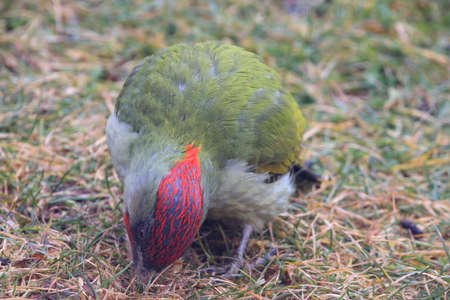 European green woodpecker ,Picus viridisの写真素材