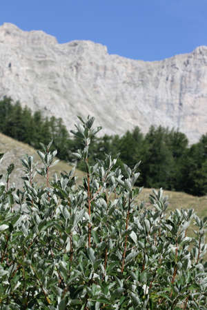 Peak of Bure in Alps, Devoluy, Provence region of France