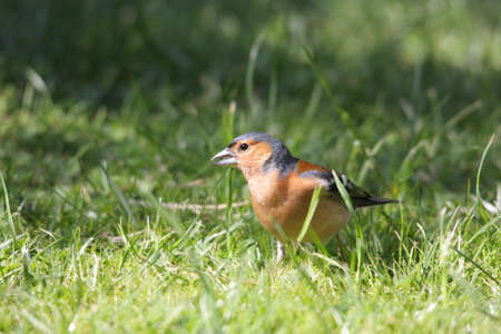 common chaffinch on grass ,Fringilla coelebsの写真素材