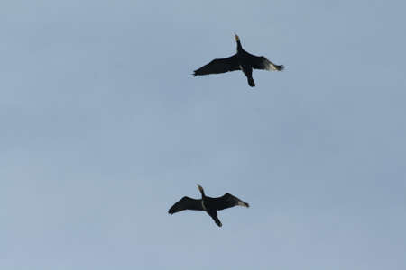 Flight of great cormorant ,Phalacrocorax carboの写真素材