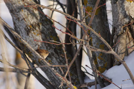 Eurasian wren perched on a branch ,Troglodytes troglodytesの写真素材