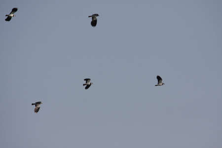 Flight of northern lapwing or peewit or pewit or tuit  , Vanellus vanellusの写真素材
