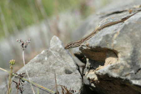 wall lizard on a rock, Podarcis muralis