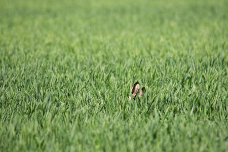 European hare in wheatfield,Lepus europaeusの写真素材