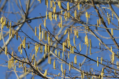 Male catkins of hazel in spring