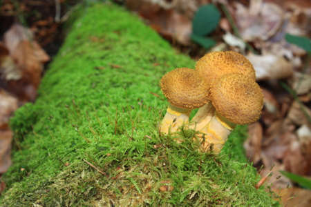 puffballl mushroom in forest