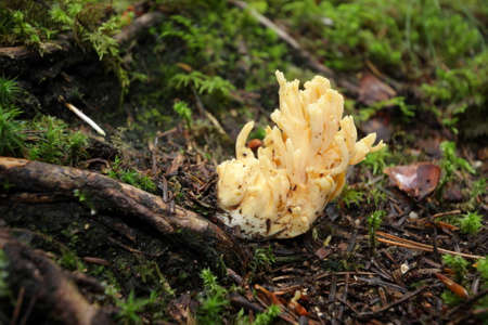 Golden coral mushroom , Ramaria aureaの写真素材