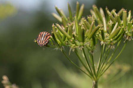 Striped Bug or Minstrel Bug, Graphosoma lineatum