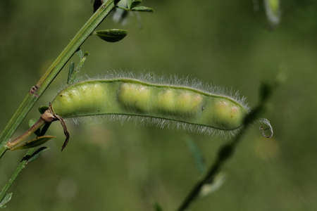 Broom pod