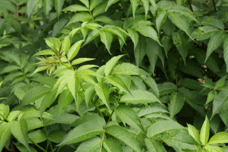 danewort or dane weed or danesblood or dwarf elder or walewort ou dwarf elderberry or elderwort ,...