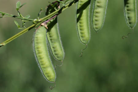 Broom pod